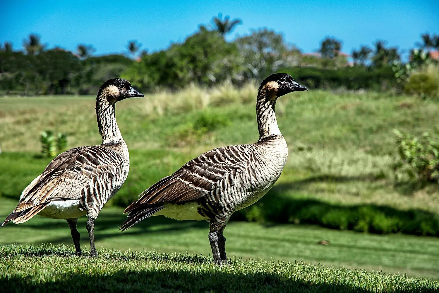 Holiday home Fairway Villas Waikoloa A21